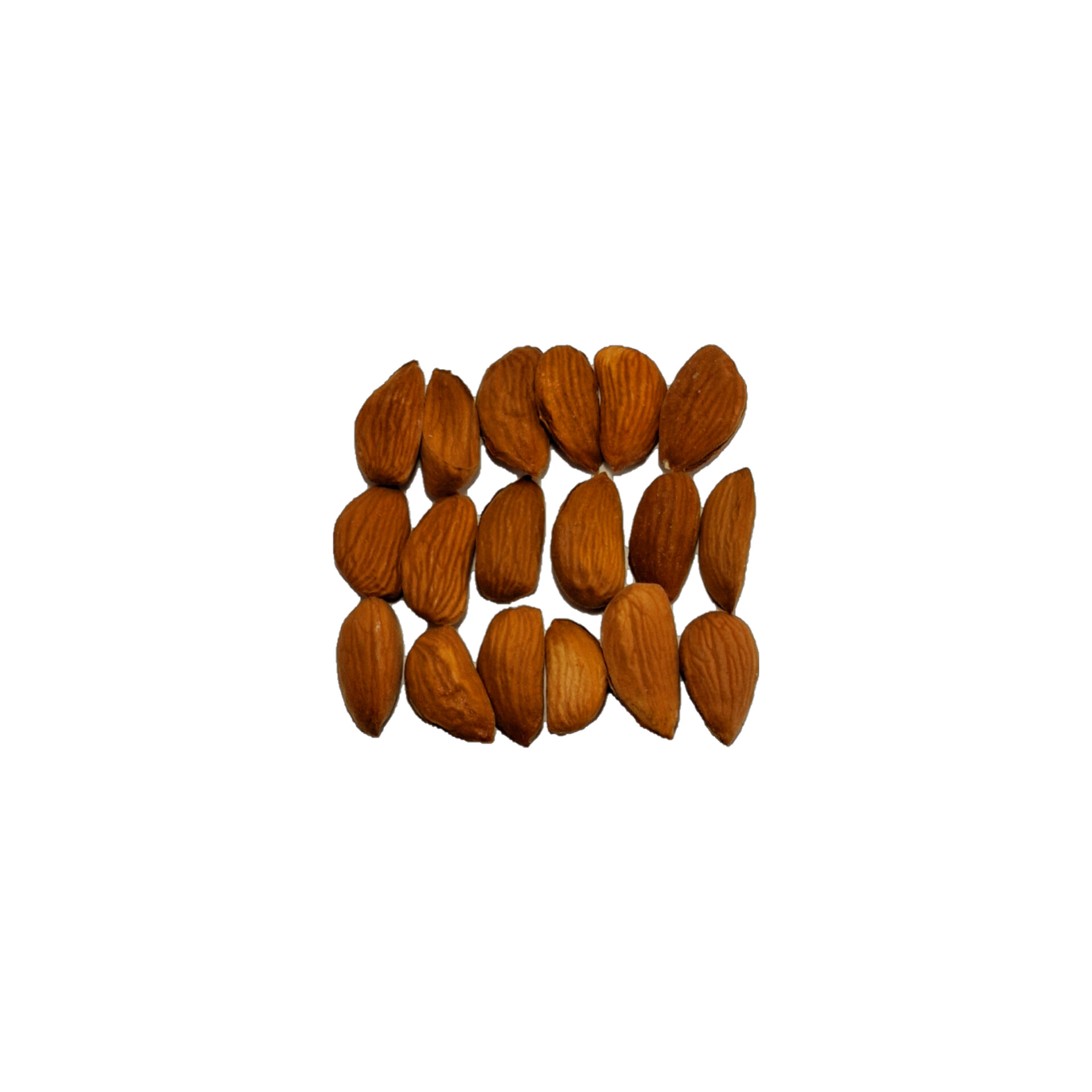 بادام ربی