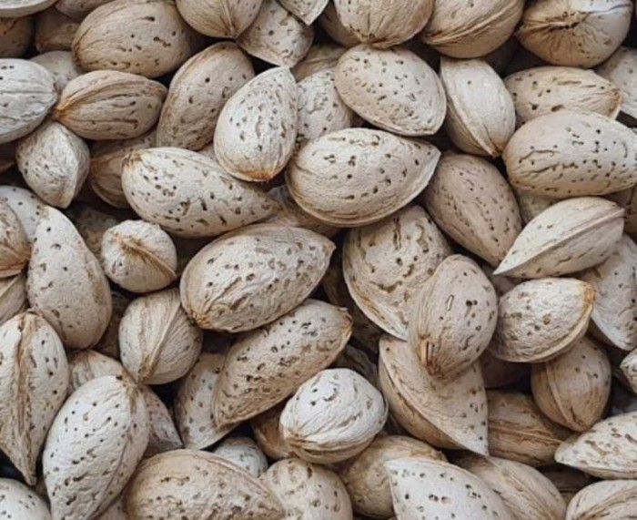 بادام کاغذی